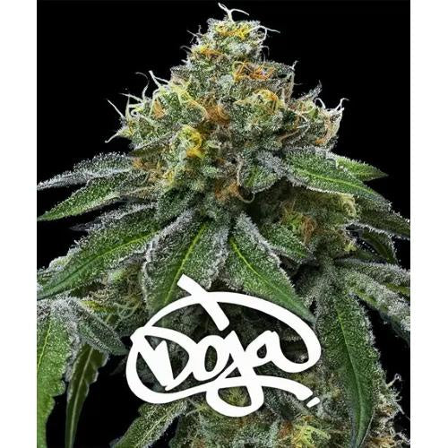 BARNEY'S FARM - RS11 X BANANA OG - DOJA EXCLUSIVE - 3 SEEDS