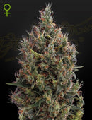 Green House Seeds - BIG BANG AUTO (FEMINISED)