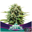 BSF - MOBY-D FEM - 2 SEEDS