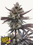 Fast Buds - Banana Purple Punch Auto RF3