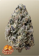 Fast Buds - Biscotti Gelato™