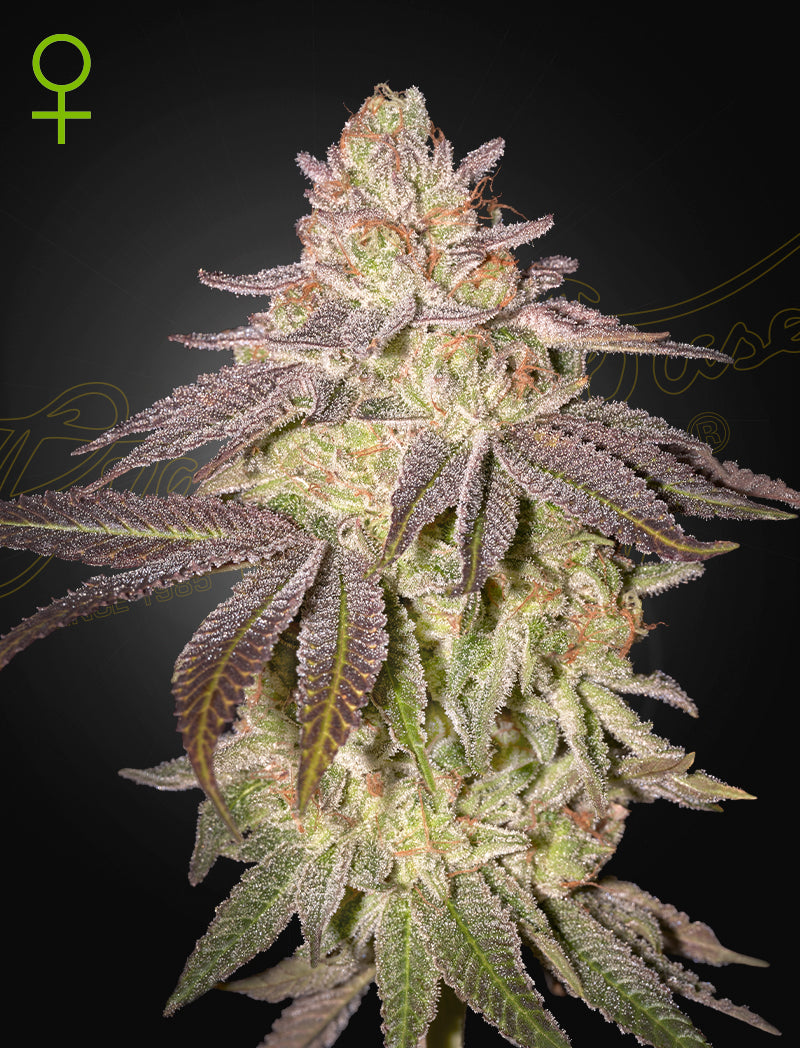 Green House Seeds - Black Toffee Auto