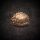 Paradise Seeds - CBDream