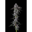 COMPOUND GENETICS - CHROME DOME FEM - 7 SEEDS
