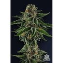 COMPOUND GENETICS - MR JONES FEM - 7 SEEDS