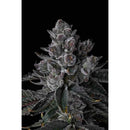 COMPOUND GENETICS - OLD MONEY FEM - 7 SEEDS