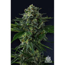 COMPOUND GENETICS - PHILBO BAGGINS FEM - 7 SEEDS