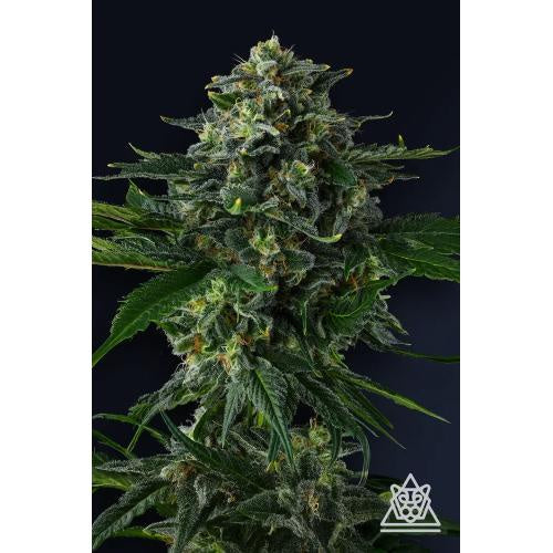 COMPOUND GENETICS - PHILBO BAGGINS FEM - 7 SEEDS