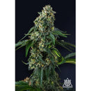 COMPOUND GENETICS - PRESIDENTIAL PARDON FEM - 7 SEEDS