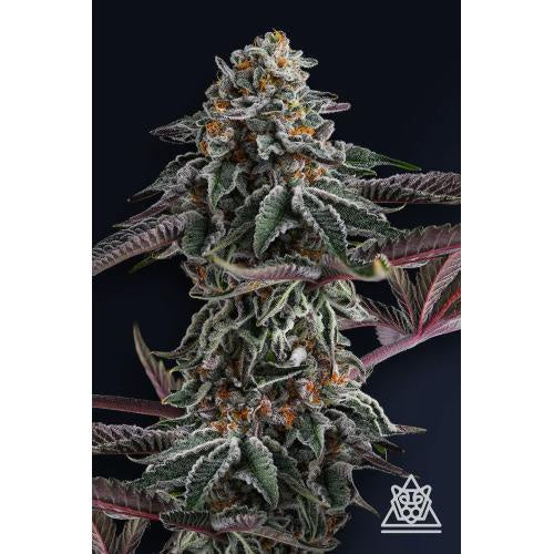COMPOUND GENETICS - ZUPERNOVA FEM - 7 SEEDS