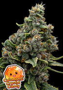 Anesia Seeds - Calamansi Crystal Candy - 3 Seeds