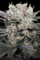 Paradise Seeds - Californian Gold