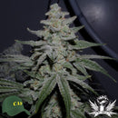 Capulator Seeds - Caps Crunch