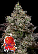 Anesia Seeds - Caramel Apple Drip - 3 Seeds