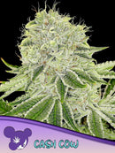 ANESIA SEEDS - CASH COW FEM - 3 SEEDS