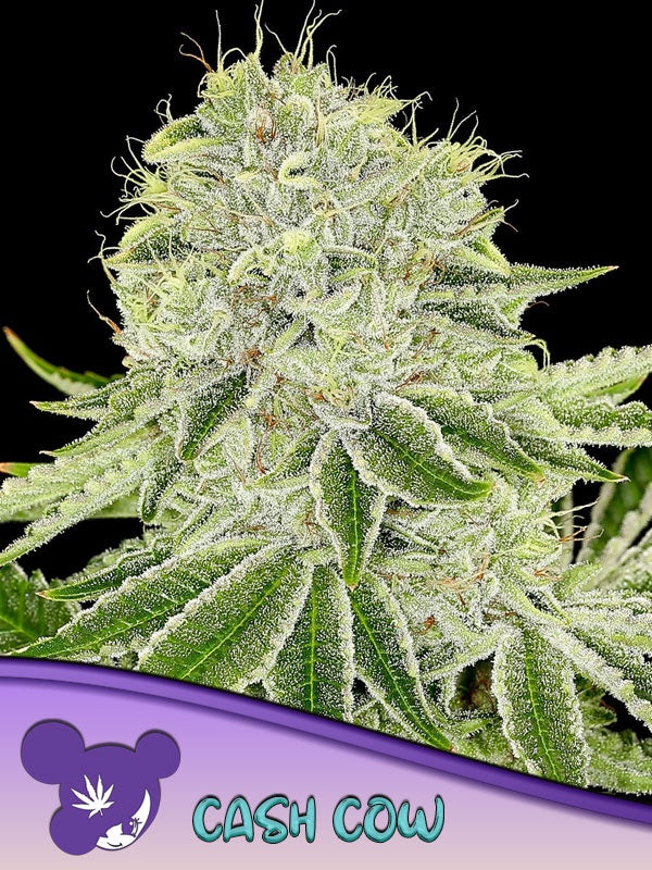 ANESIA SEEDS - CASH COW FEM - 3 SEEDS