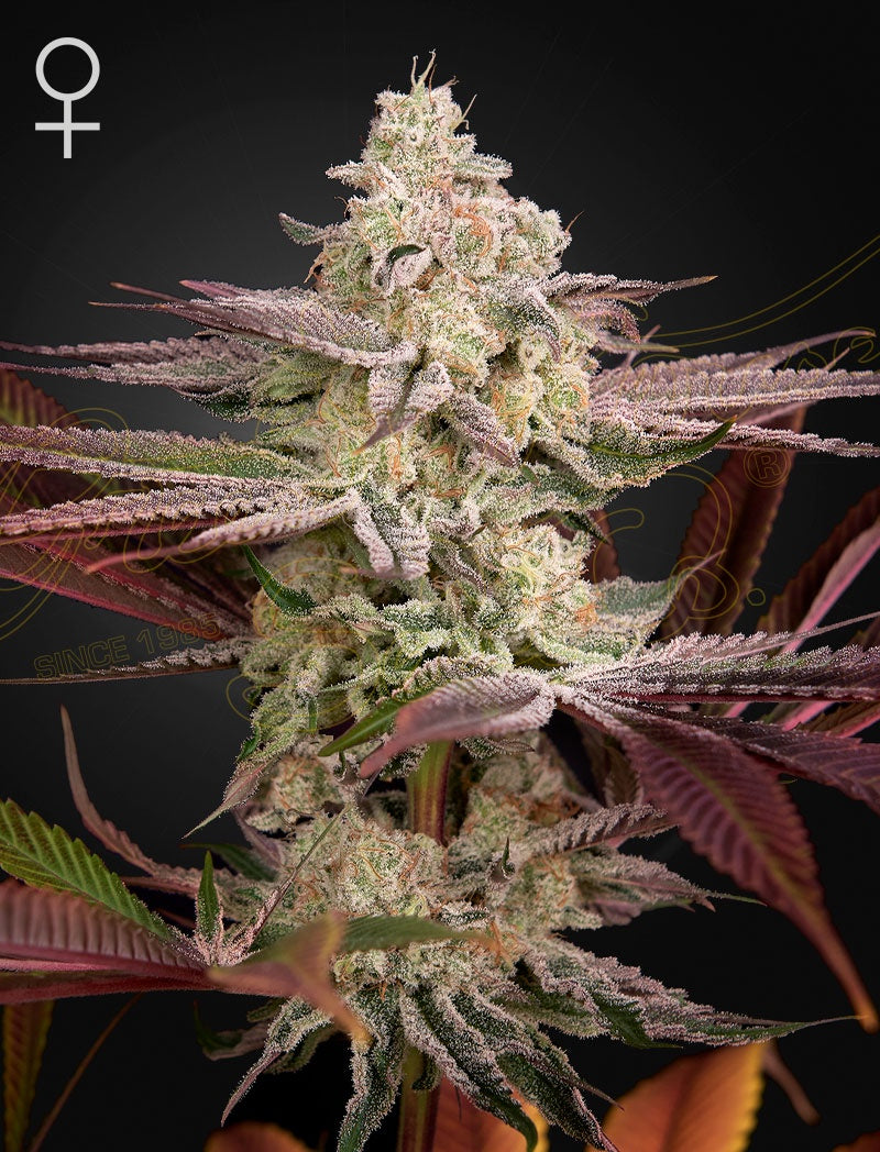 Green House Seeds - Chemical Bride 3 Seeds