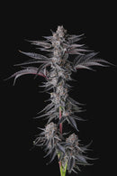 Compound Genetics - New Money