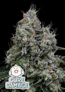 Anesia Seeds - Core Damage - 3 Seeds