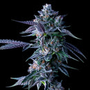 DNA Genetics - Chocolope (5Seeds)
