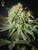 Green House Seeds - Damn Sour