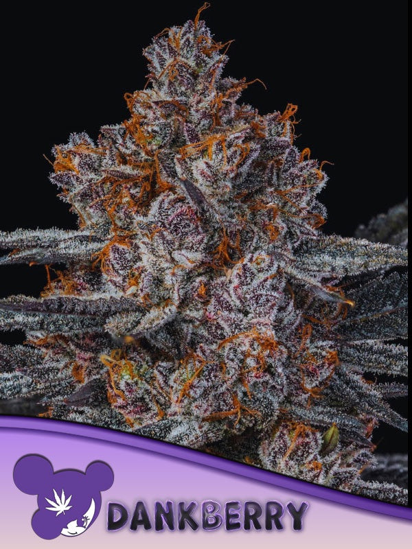 ANESIA SEEDS - DANKBERRY FEM - 3 SEEDS