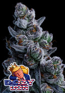 Anesia Seeds - Dozy Don - 3 Seeds