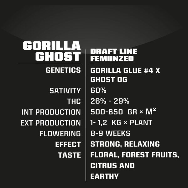 BSF - Gorilla Ghost