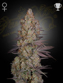 Green House Seeds - Exodus Cheese Fem