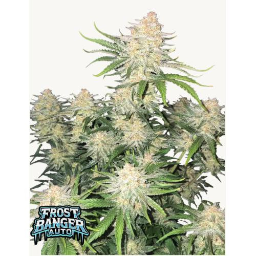 FAST BUDS - FROSTBANGER AUTO