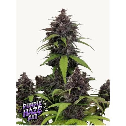 FAST BUDS - PURPLE HAZE AUTO