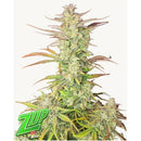 FAST BUDS - Z-UP AUTO