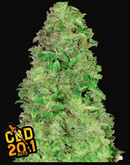 FAST BUDS - CBD AUTO 20:1