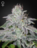 Green House Seeds - FRANCO'S LEMON CHEESE (FEMINISED)