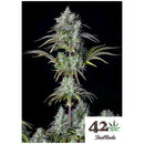 FAST BUDS ORIGINAL - BIG BUD AUTO