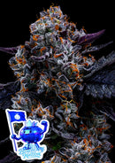 Anesia Seeds - Free Blueberry Nation - 3 Seeds