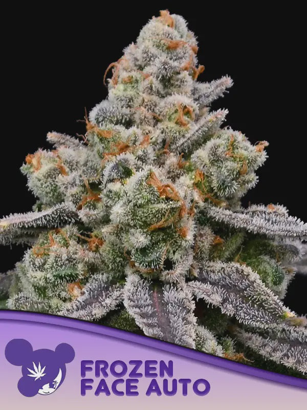 Anesia - Frozen Face Auto 3 Seeds