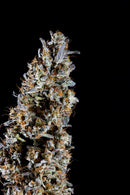 Compound Genetics - Slipstream