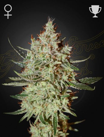 Greeen House Seeds - GH Cheese
