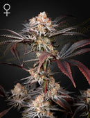 Greeen House Seeds - Wonder Pie