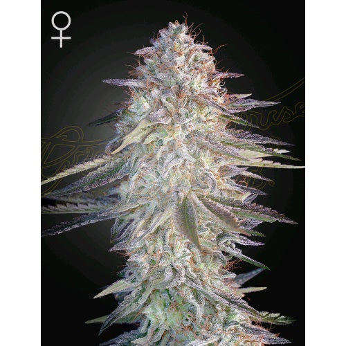 GREEN HOUSE - SUPER LEMON HAZE X PINK CANDY - 3 SEEDS