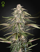 Green House Seeds - GREEN-O-MATIC (FEMINISED)