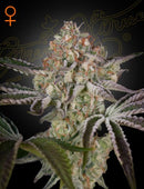 Green House Seeds - Great White Shark