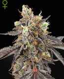 Dynamite Genetics - Gelato 41 x Gelato 41 Auto IND/21.5%