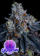 Anesia Seeds - Giga Brain Auto - 3 Seeds
