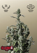 Fast Buds - Gorilla Z Auto - 10 Seeds