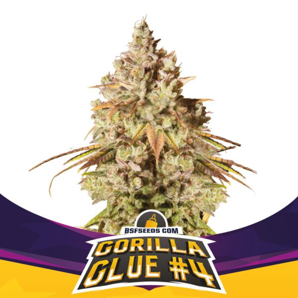 BSF - Gorilla Glue #4
