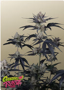 Fast Buds - Guava Runtz Auto™