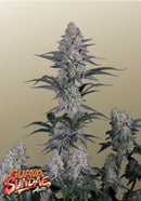 Fast Buds - Guava Sundae Auto™