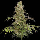 HUMBOLDT - SUPAFREAK